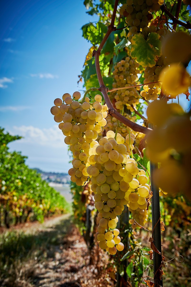Chasselas White Swiss Wine