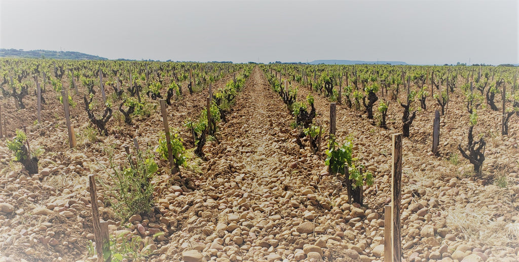 Virtual Cheese and Wine Tasting featuring GRENACHE