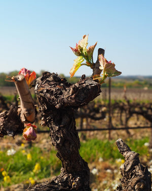 Virtual Cheese and Wine Tasting featuring GRENACHE