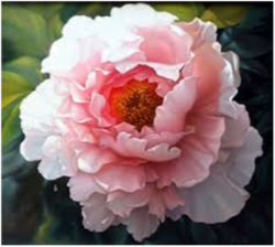 Chateau Mourgues du Gres Rose Fleur Eglantine